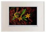 Wild Flowers Plants 013114 Yellow Lilies Watercolour Picture Frame