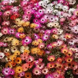 Ice Plant Mix Seeds, Livingstone Daisy, Variety Sizes Sold, New
