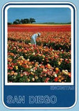 Postcard Chrome San Diego Encinitas Ranunculus Flower Fields San Diego CA