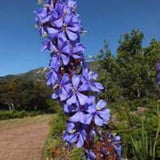 African Flower Aristea capitata 10 Seeds