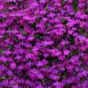 200+ Pcs Lobelia Erinus Purple  Seeds- Purple Riviera-Simply Beautiful  /   (FL338)