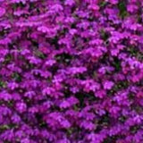 200+ Pcs Lobelia Erinus Purple  Seeds- Purple Riviera-Simply Beautiful  /   (FL338)