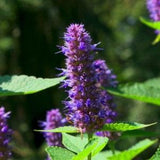 100 Seeds- Licorice Mint Herb Seeds- Anise Hyssop- Bee attracting medicinal Perennial Herb-Agastache Foeniculum-J067