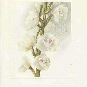 Holy Ghost orchid print 1953. Peristeria Elata Small exotic botanical wall art. Dove Orchid flower painting. Living room, greenhouse gift