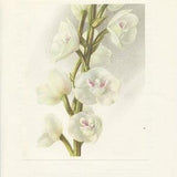 Holy Ghost orchid print 1953. Peristeria Elata Small exotic botanical wall art. Dove Orchid flower painting. Living room, greenhouse gift