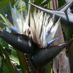 Giant White Bird of Paradise, - Strelitzia Nicola - Rare 'Plant' Seeds - White Bird of Paradise, Strelitzia,Crane Flower,Birds Tongue Flower