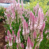 Celosia flamingo feathers flower seed 35