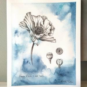 Poppy flower and seed heads - an original painting by artist Kristen Johns, 8x10 inch, watercolour & graphite, for the nature and art lover