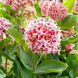 Showy Milkweed Flower Seeds - Open-Pollinated for Seed Saving - Non-Hybrid & Non-GMO - Heirloom Canada Flower Seeds