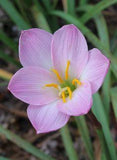 Zephyranthes Flower Delivery