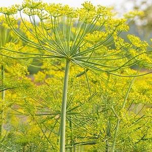 500 Seeds- Organic Long Island Mammoth Dill Seeds- J068-Heirloom Variety- Non GMO- Seeds- ANATHUM GRAVEOLENS