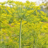 500 Seeds- Organic Long Island Mammoth Dill Seeds- J068-Heirloom Variety- Non GMO- Seeds- ANATHUM GRAVEOLENS
