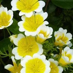 No543 Poached Egg Plants Mirror Egg Flower 20 Seeds Seeds Zaden
