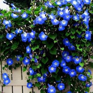 Morning Glory seeds - Ipomea  tricolor blue seeds - 10 seeds - code 816