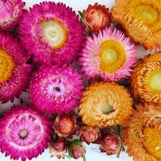10 Easiest Annual Cut Flowers to Grow From Seed (Plus 2 to Avoid) Flower Delivery