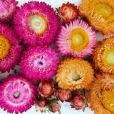 10 Easiest Annual Cut Flowers to Grow From Seed (Plus 2 to Avoid) Flower Delivery