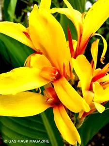Fiesta Canna Lily Live Plant Rhizome (Yellow & Red)