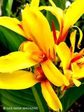 Fiesta Canna Lily Live Plant Rhizome (Yellow & Red)