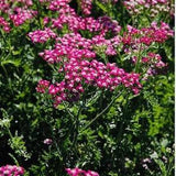 100+ Yarrow Cerise Queen Flower Seeds-ACHILLEA MILLEFOLIUM- Cerise Queen Yarrow--Milfoil Cerise Queen-Highly Medicinal Perennial-B623