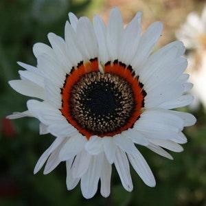 50+  Monarch of the Veldt White Flower Seeds-Venidium Seeds- Venidium Fastuosum- Cape Daisy-Perfect for Cutting-Beautiful Annual-B459