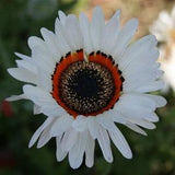 50+  Monarch of the Veldt White Flower Seeds-Venidium Seeds- Venidium Fastuosum- Cape Daisy-Perfect for Cutting-Beautiful Annual-B459
