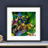 SPIDER ORCHID - SQUARES Collection. Loose Print or Mounted on Canvas or Metal. Color Photograph, Bright Vibrant Tropical Exotic Bloom Flower
