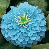 Blue Zinnia Seeds - Zinnia haageana - Heirloom Zinnia Seeds ¡§C Annual Flower - Mix of colors with blue tint