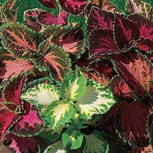 50 seeds Rainbow mixed Coleus Blumeii