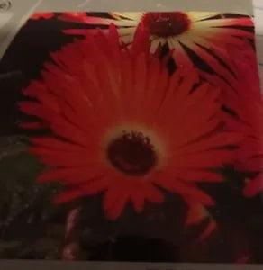 Ice Plant Gelato Orange Flower Seeds