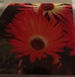 Ice Plant Gelato Orange Flower Seeds