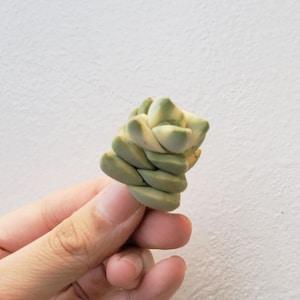 Crassula Moonglow | Ultra Rare Succulents Korean Import Exquisite Korean Succulent | Living Plant | Not Seed