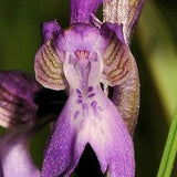 Rare Orchis morio 1 bulb PLANT