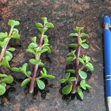 Portulacaria afra, Spekboom, Mini Jade, Elephant Bush Cuttings