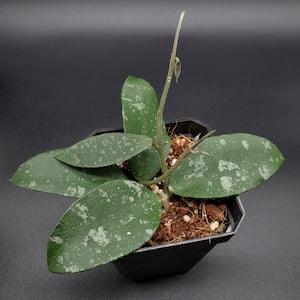Hoya Phuwuaensis ( Formerly Hoya sp. Phu Wua) .