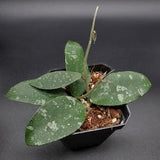 Hoya Phuwuaensis ( Formerly Hoya sp. Phu Wua) .