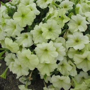 Green Petunia Seeds | Lime Green Petunia | 50 Seeds | Rare Flowers | Home Garden | Gardening | Flower Seeds | Hanging Basket Petunia