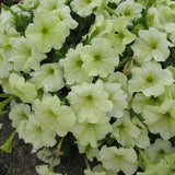 Green Petunia Seeds | Lime Green Petunia | 50 Seeds | Rare Flowers | Home Garden | Gardening | Flower Seeds | Hanging Basket Petunia