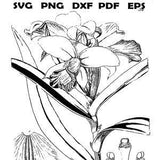 1 Coloring Sheet, Orchid Flower, part of the Orchid Plant Series, from an old drawing - for Adults, Teens, Kids, KDP