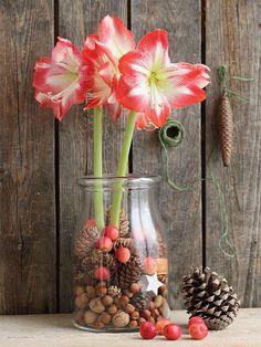 Amaryllis in Wachs: pflegen, dekorieren & einpflanzen | Pflanzen-K?lle Flower Delivery