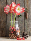 Amaryllis in Wachs: pflegen, dekorieren & einpflanzen | Pflanzen-K?lle Flower Delivery