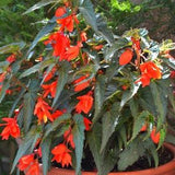 SANTA CRUZ BEGONIA Orange Trailing Tuberous Boliviensis Shade Flowers Forms A Tuber, 3 Rare Seeds