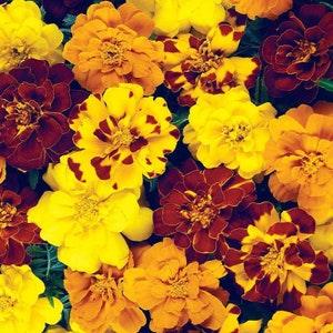 Marigold Mix Seeds
