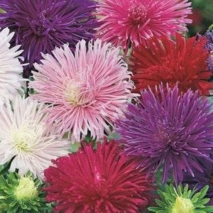 China Aster Tall Needle Flowers Blend 1g - 200 NON GMO Seeds - Callistephus Chinensis
