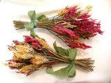 Fall Dried Flowers - 2 Bunches of Celosia - Ready to Hang - Home Grown in USA