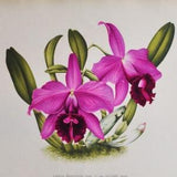 Laelia Praestans - Original Large Antique Orchid Print 1880s - orchidaceae botanical botany plant flower linden orchidee white purple pink