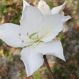 1 Starter Plant Tropical White Orchid Tree plug-plastic bag ready to transplant, white flowers  1-1/2 to 2 feet tall hummingbird favorite