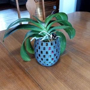 Orchid Checkerboard pattern planter