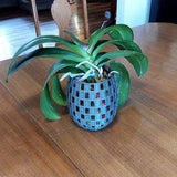 Orchid Checkerboard pattern planter