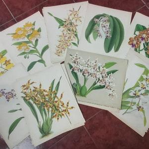 REDUCED: Original John Nugent Fitch hand painted Orchid lithographs