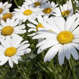 white daisies , 427 , leucanthemum maximum, margarita, wild flower seeds, gardening, flower seeds, daisy seeds, marguerite